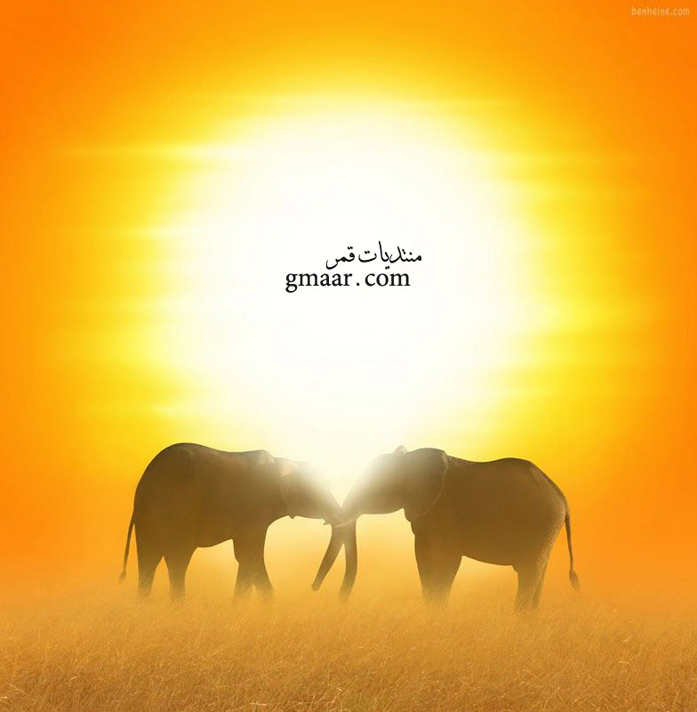 www.gmaar.com/vb - صور غريبة